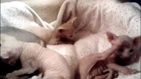 Video 10224901: sphynx kittens playing