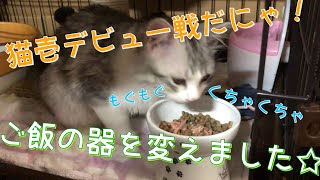 【子猫】はっさくの餌入れを猫壱さんのものに変えました！【サイベリアン】