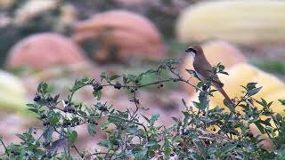 IMG 3743