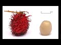 Rambutan رامبوتان فاكهة كنت هبلع البذرة من حلاوتها 