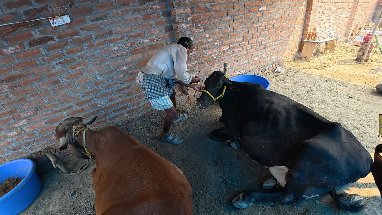 Pata Nahi Meri Dono Gaye Cow Ko Kya Ho Gya