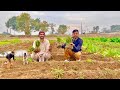 Onion Piyaz Ki Kasht Shuru / Farming in Pakistan