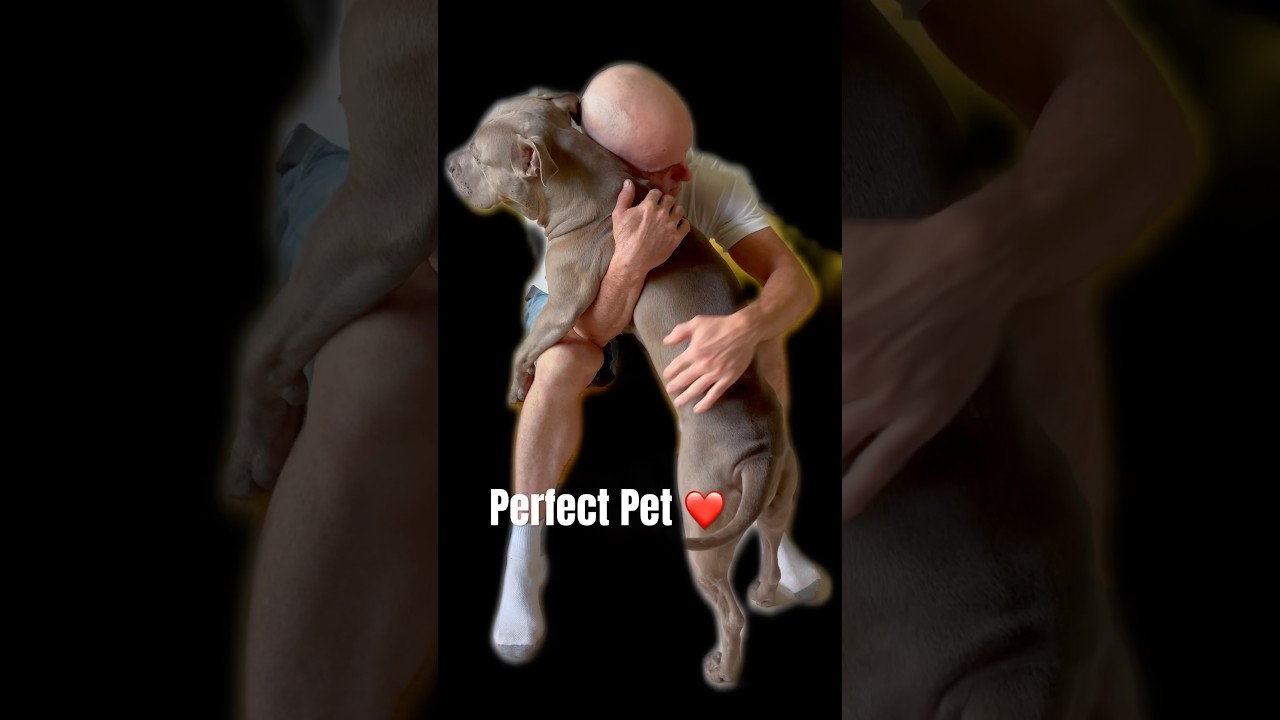 Perfect Pet 😍😍😍 