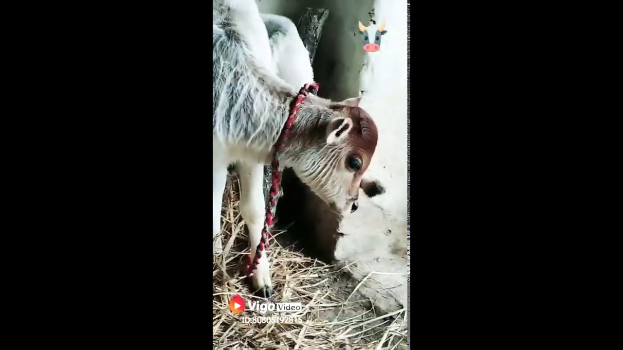 Animal vigo video | 2019 |  village's pet animal