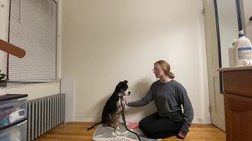 How to Use a No Reward Marker in Dog Training