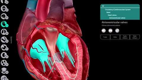 Heart Chambers and Valves: Learn@Visible Body