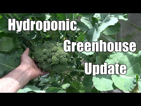 Hydroponic Greenhouse Update - 10th July 2016 - Harvest Time
