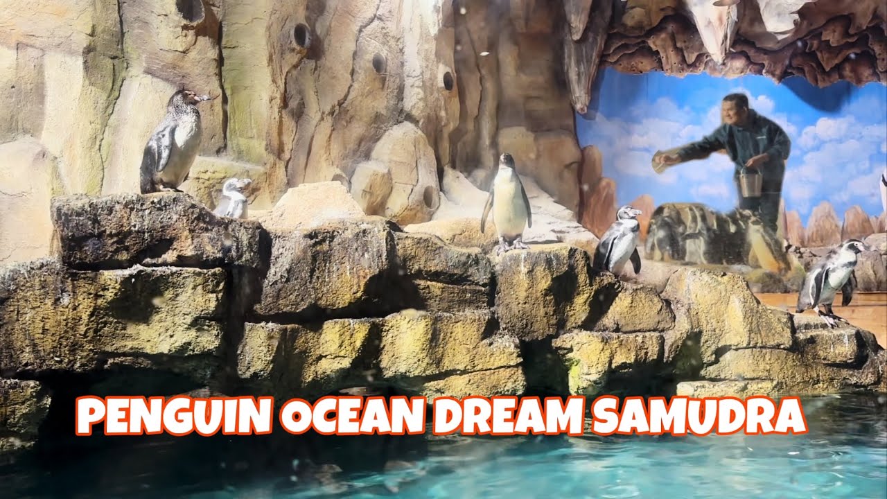 PENGUIN SHOW OCEAN DREAM SAMUDRA ANCOL 