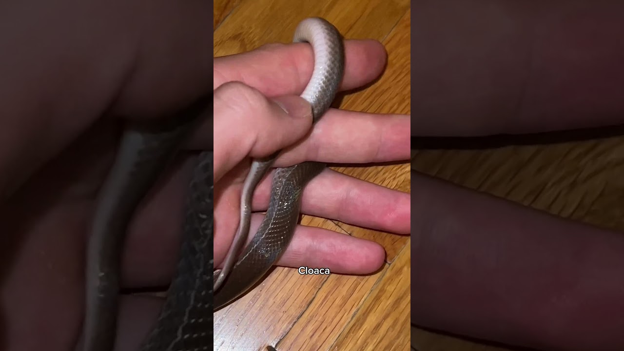 Surprise snake eggs from Tanzanian House Snake