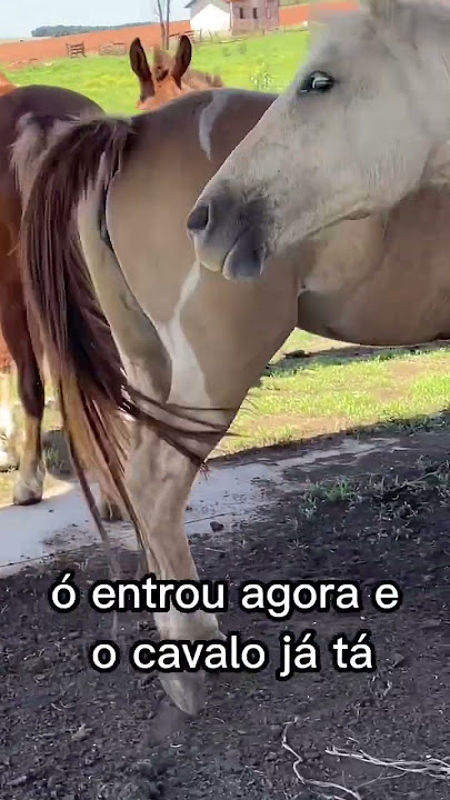 Égua no cio e cavalo manga larga