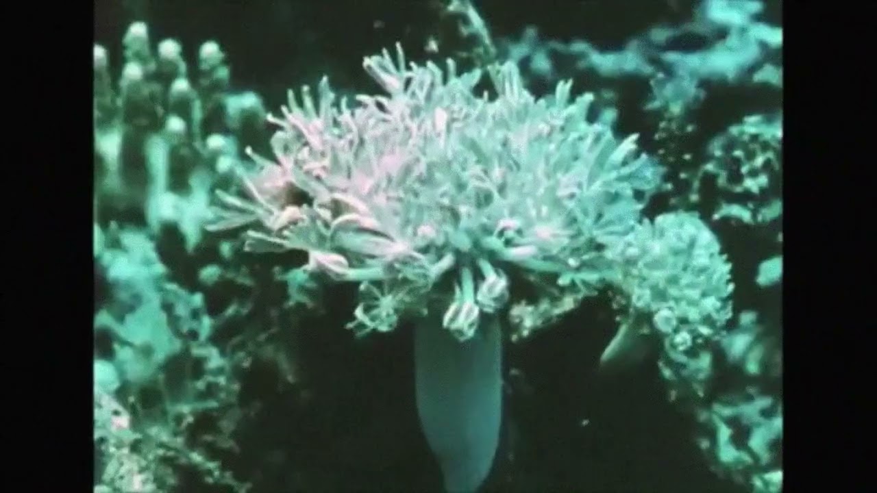 Affelaye - Dim Rumer