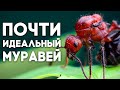 МУРАВЬИ УБИЙЦЫ ВОЗВРАЩАЮТСЯ! Myrmicaria brunnea -  всепоглощающая ОРДА МУРАШЕЙ! \\ Димон и пумба