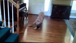Download Lagu Funny Dogs Sliding on Wood Floors Compilation 2025 [Full HD] - Funny dogs video MP3