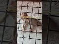 கோடைகாலத்தில் சாப்பிட எங்களுக்கும் ஏதாவது கிடைக்குமா?