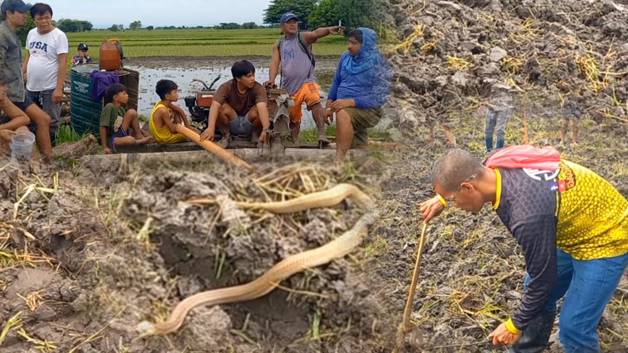 Kinatatakutang Cobra ng mga magsasaka sa Lapaz, Tarlac | JTG Kamandag