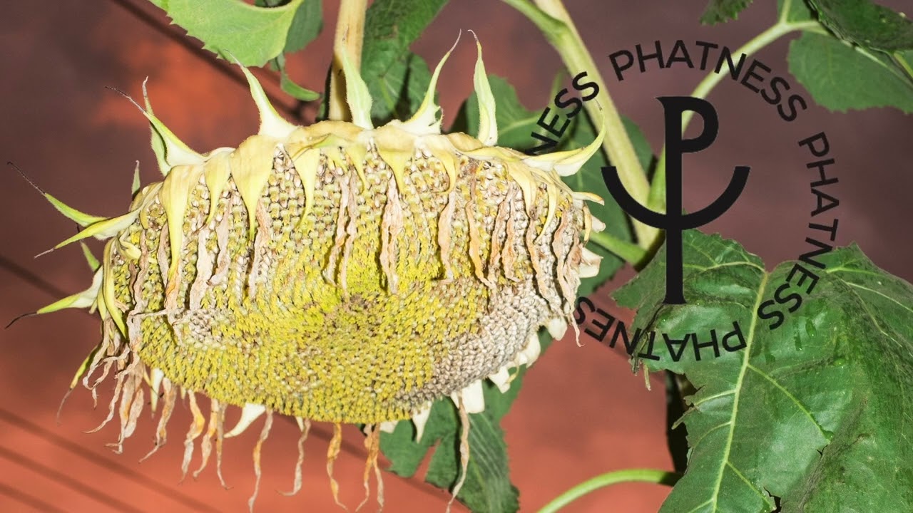 Phatness - Black Palm Tree