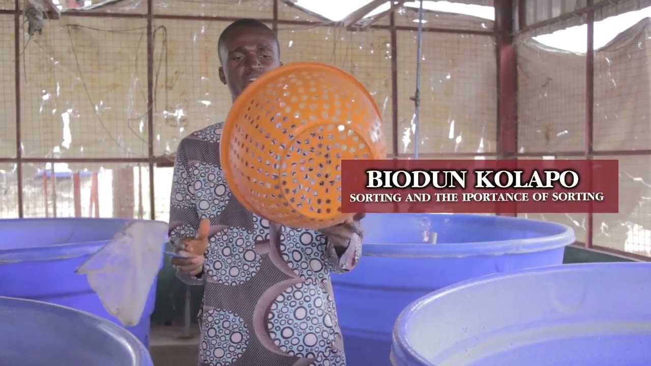 Sorting/ Grading of Catfish...good fish management|| Fast growth