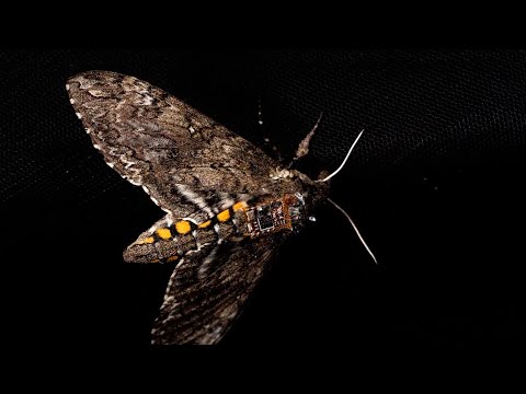 Dropping Sensors From Live Moths