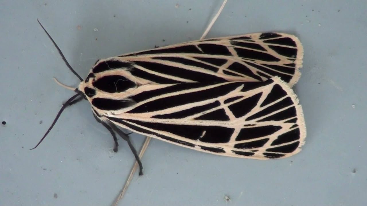 Virgin Tiger Moth (Arctiidae: Grammia virgo)