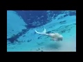 Aaj blue hai pani pani..... Yaariyan Full Audio Song