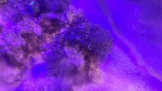 Bubble Algae outbreak