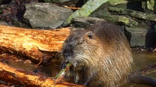 Download Lagu Dierentuin Artis Amsterdam (23) De Beverrat MP3