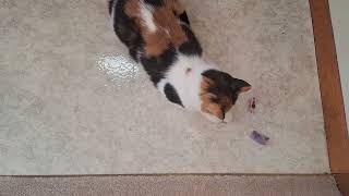 HEXBUG nano Robotic Cat Toy