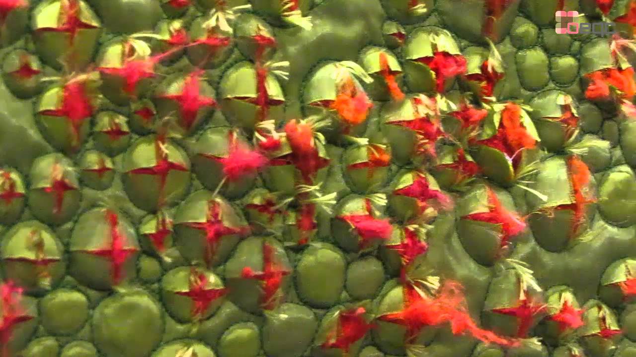 Guestcollection Patchwork Gilde Deutschland - Open European Quilt Championships