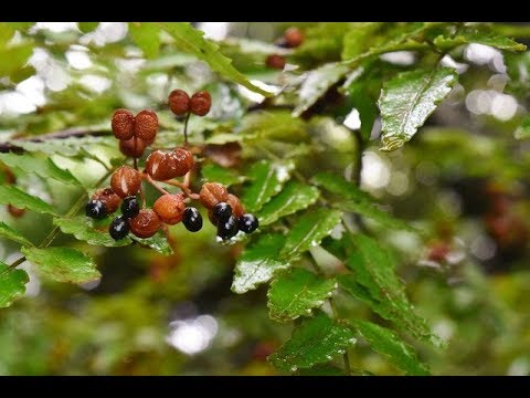 サンショウ 山椒 の特徴 剪定 お手入れ 種子が香辛料になる木 加須市 久喜市 幸手市の植木屋 Youtube