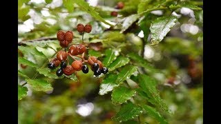 サンショウ（山椒）の特徴・剪定・お手入れ　～種子が香辛料になる木～　加須市・久喜市・幸手市の植木屋