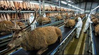 Inside the Deer Leather Factory _ From Deer Skin to Luxury Jacket _ Full Process