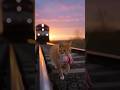 Human Saves Mother Cat and Kitten From Speeding Train 🐱😭