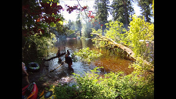 Cutting the walnut tree timelapse
