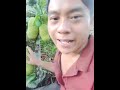 Chin huming part 106 kongkuh kali cerita pohon cempedak lagi berbuah banyak uuuhh enak kalau  masak 