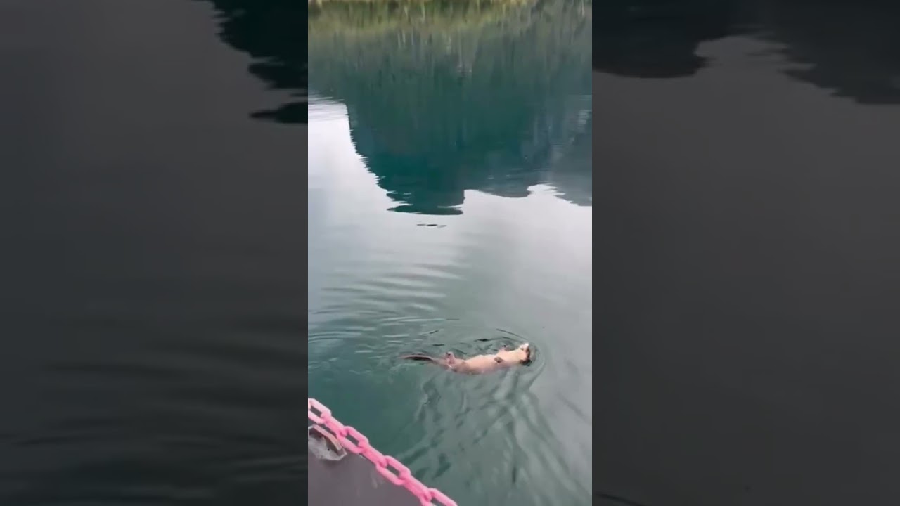 Mirá como se divierte el Huillín nadando en el Nahuel Huapi