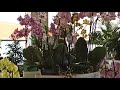 Орхидеи в Леруа Барнаул и в Соцветии! Орхидеи есть!!