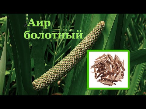 Аир. Растение Аир и его лечебные свойства.