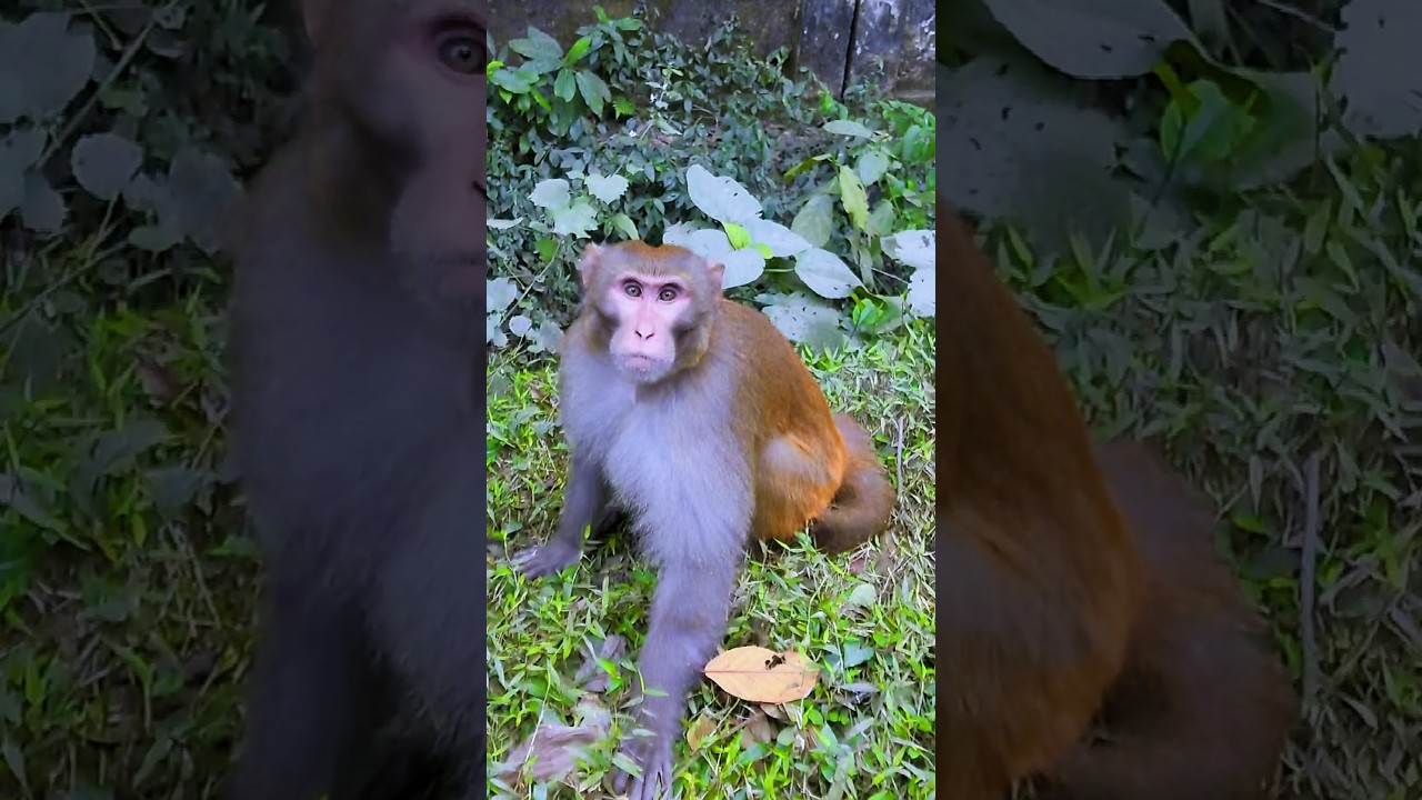Scared Monkey’s Hilarious Escape 😂🐒 | Viral Animal Short