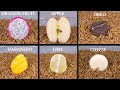 Massive mealworm vs food compilation