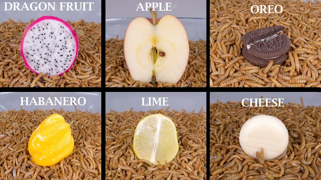 MASSIVE Mealworm VS FOOD Compilation YouTube