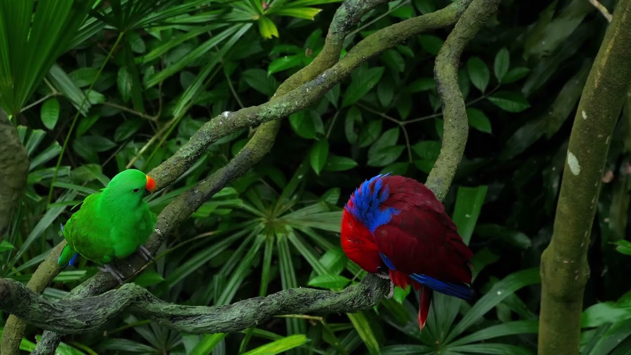 vecteezy green and red couple parrots