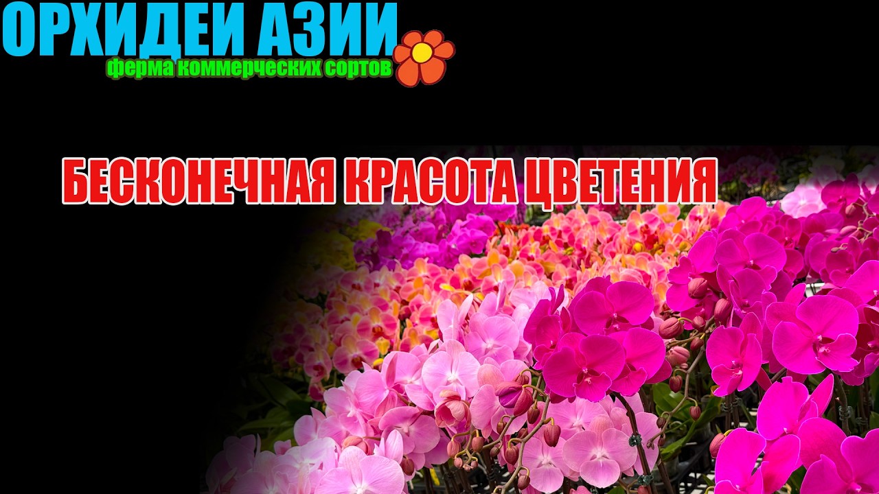 Где рождаются орхидеи для всего мира - час внутри промышленной теплицы