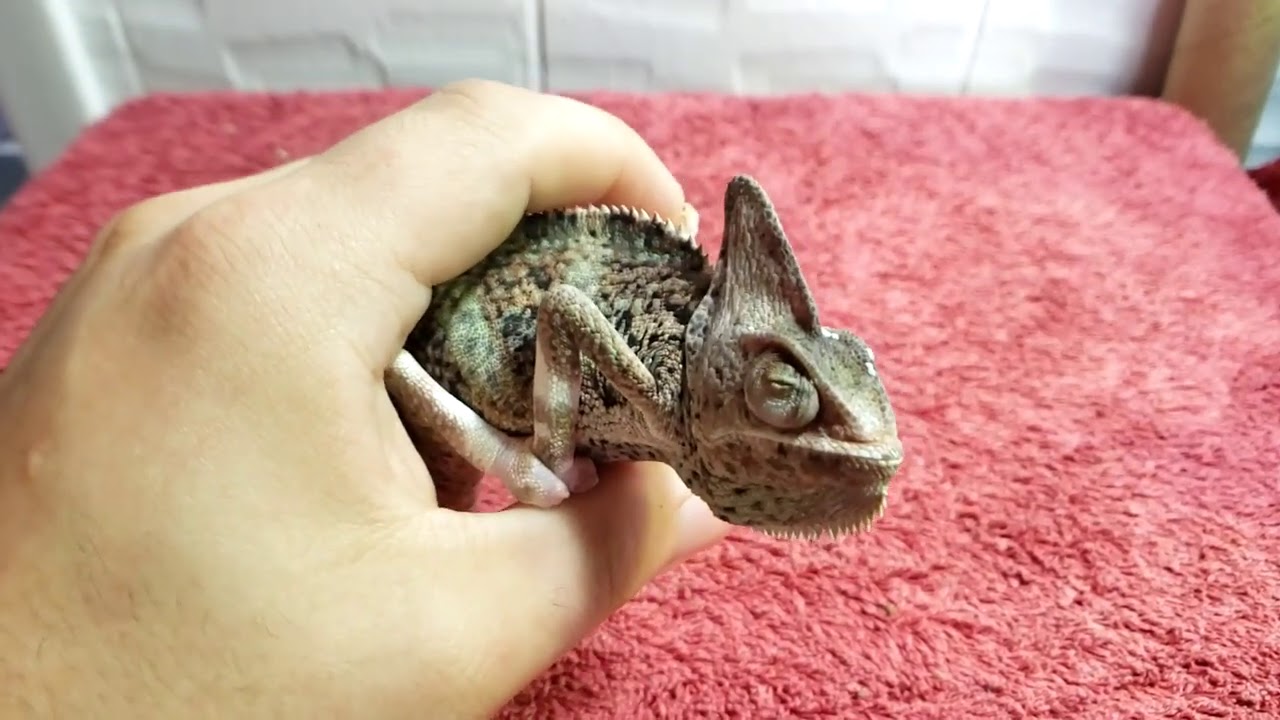 DAMAGED CLOSED EYE TRANSLUCENT VEILED CHAMELEON RESCUE Day 1 | Bad MBD? Swollen Eye?