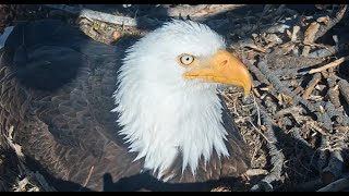 The Neighbors are getting closer to the Eagles Nest in Big Bear of Jackie \& Shadow April 10, 2024