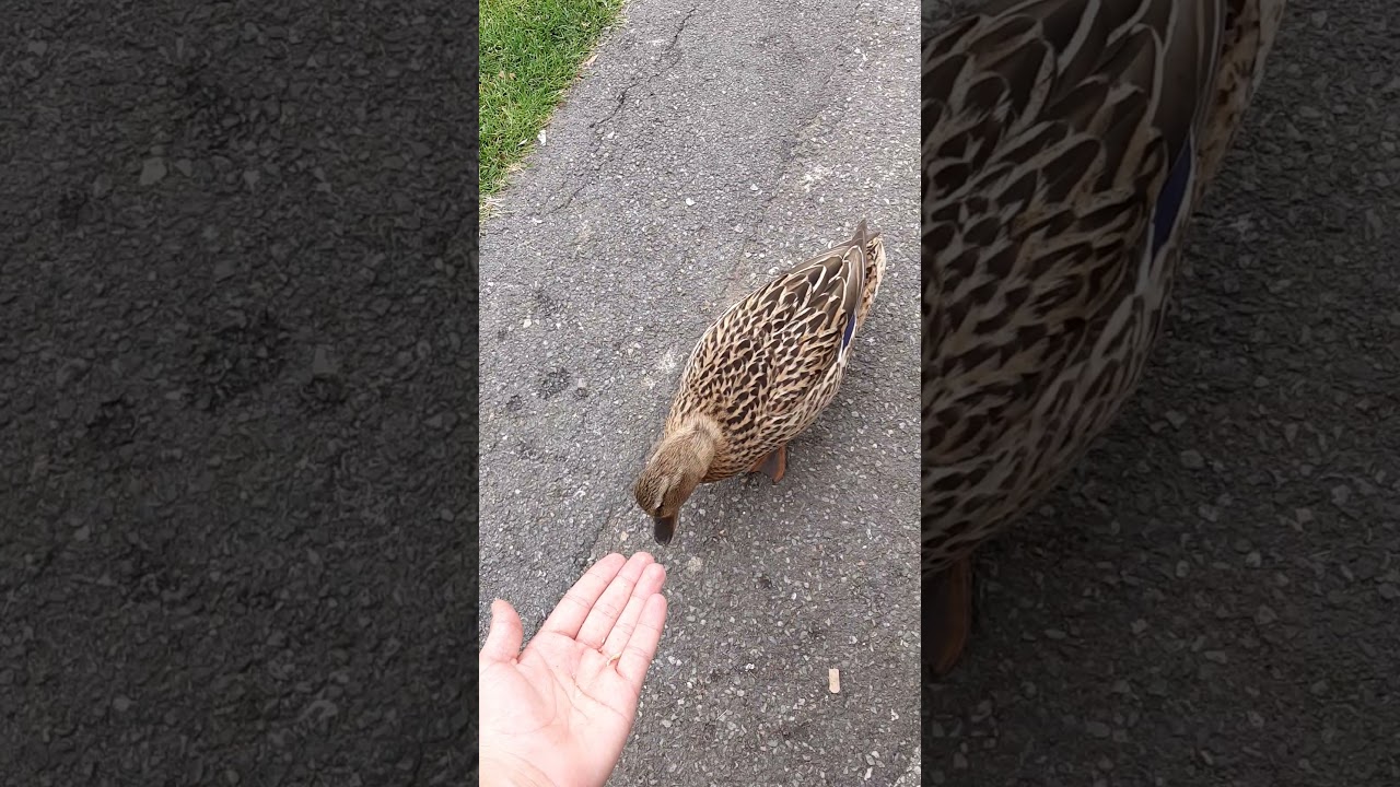 Hand feeding a duck