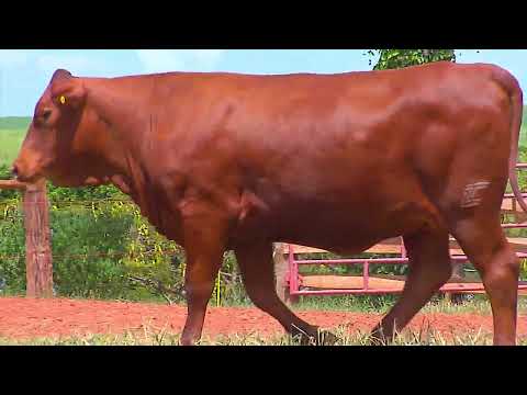 LOTE 121 | GRAMA 6710