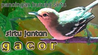 Pancingan Sirtu cipoh Macet Bunyi 100% Ampuh buat Pancingan