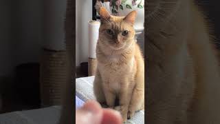 Meow Humans!