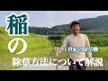 【新規就農】稲の除草方法について解説します！