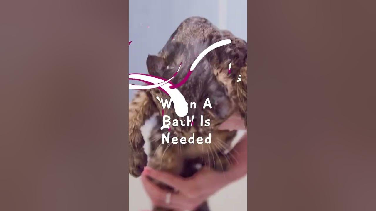 Do Cats Need Baths? 🐈 Should You Bath A Cat? 🐱⚠️ YouTube